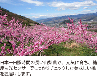 日本一日照時間の長い山梨県で、元気に育ち、糖度も光センサーでしっかりチェックした美味しい桃をお届けします。